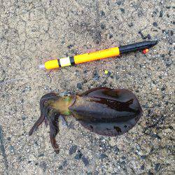 エギングのちウキ釣り